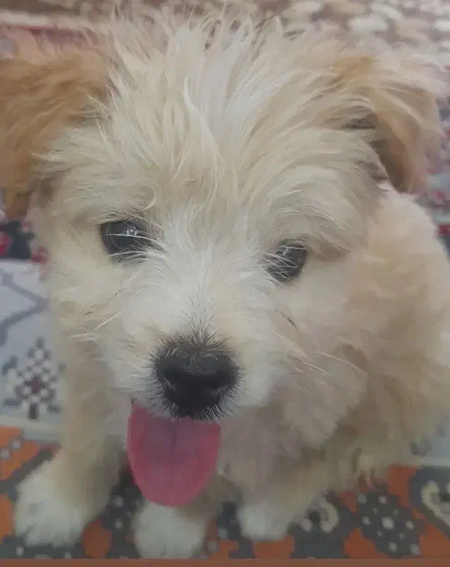 مالتیز|سگ|صحنه, |دیوار