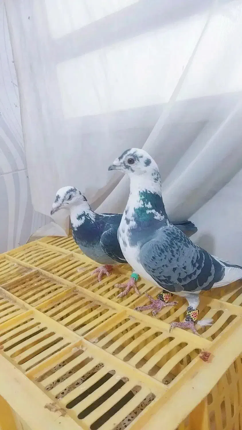 نر وماده ابلغ المانی|پرنده|تربت‌حیدریه, بالا ولایت|دیوار