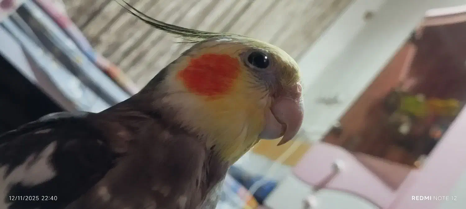 گمشده|حیوانات|بندر ماهشهر, |دیوار