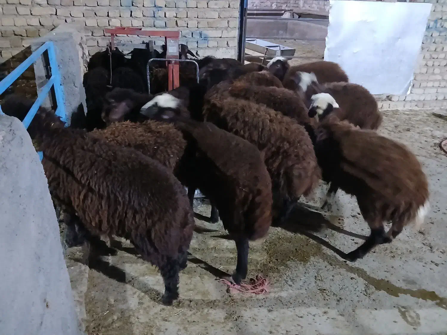 فروش دام زنده چناران|حیوانات مزرعه|گلبهار, نوبهار|دیوار