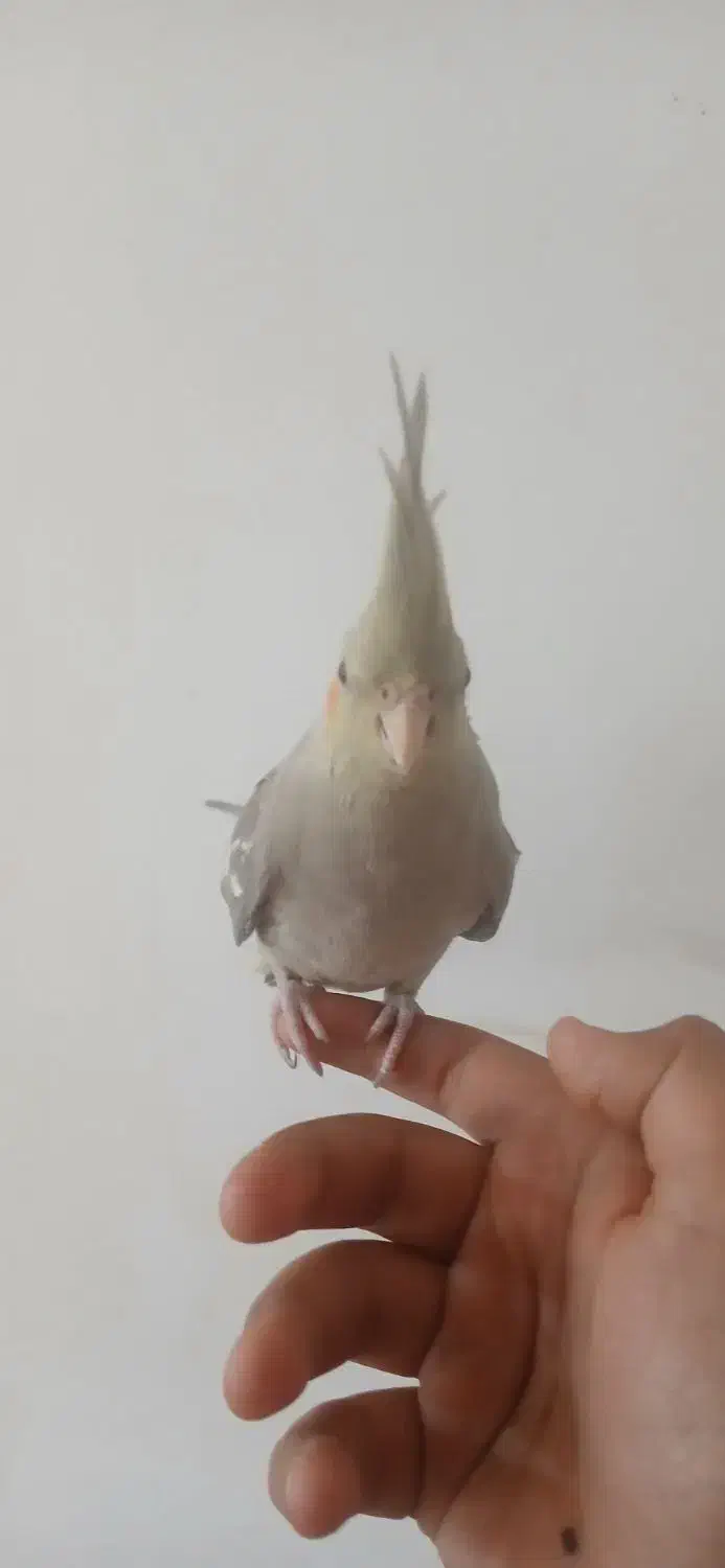 ۴ تا عروس هلندی|پرنده|کرج, شهرک سهرابیه|دیوار