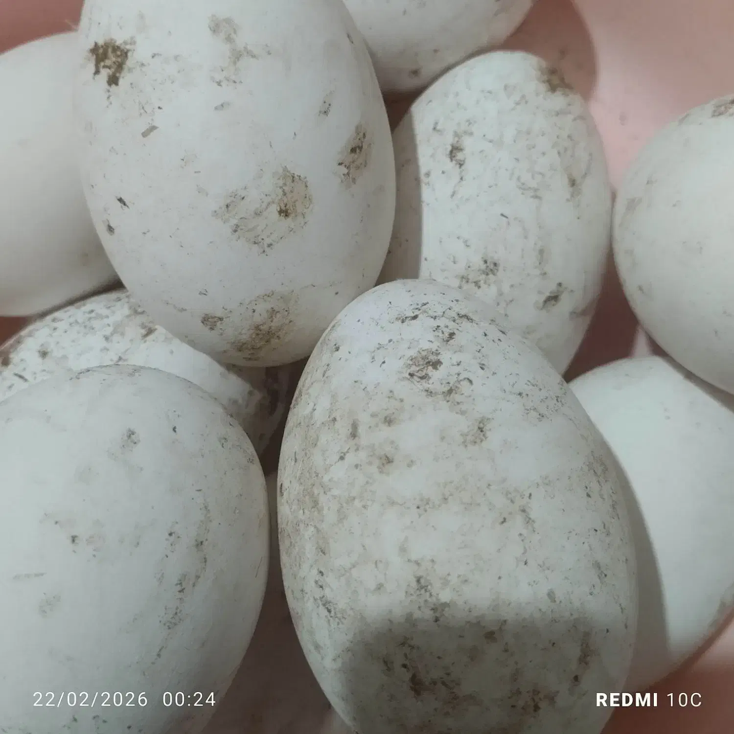 تخم غاز|حیوانات مزرعه|زابل, |دیوار