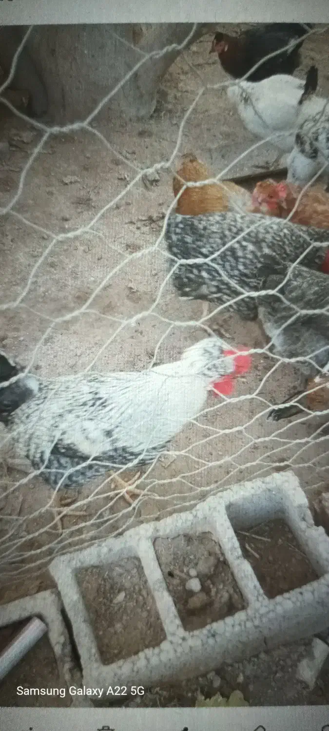 خروس|حیوانات مزرعه|نرماشیر, |دیوار