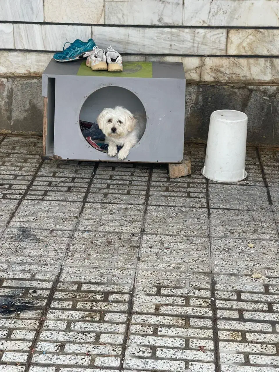 سگ گمشده|سگ|بومهن, |دیوار