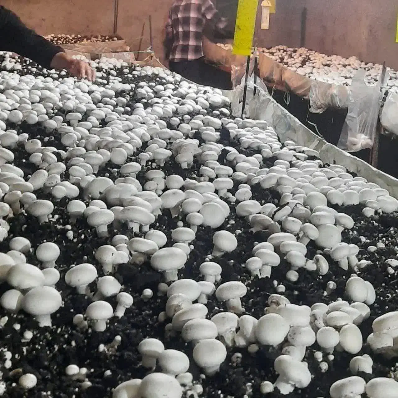 قارچ|خوردنی و آشامیدنی|مهدی شهر, |دیوار