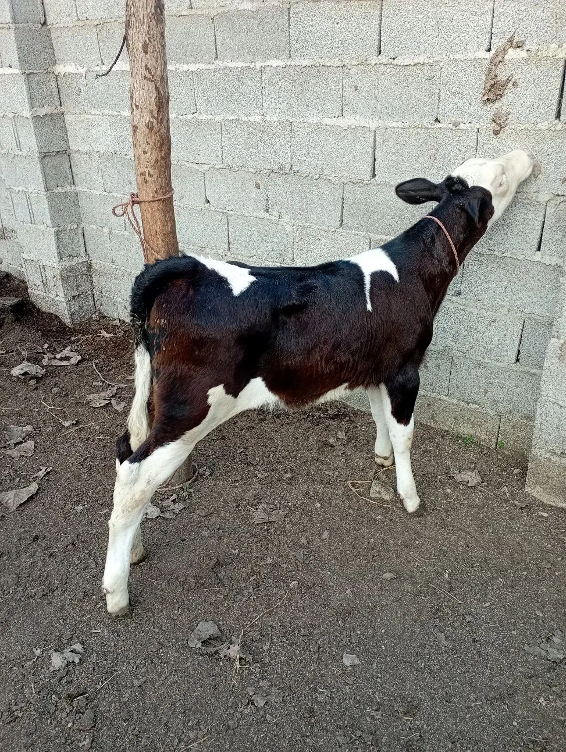 گاو با گوساله..|حیوانات مزرعه|رشت, نیکمرام|دیوار