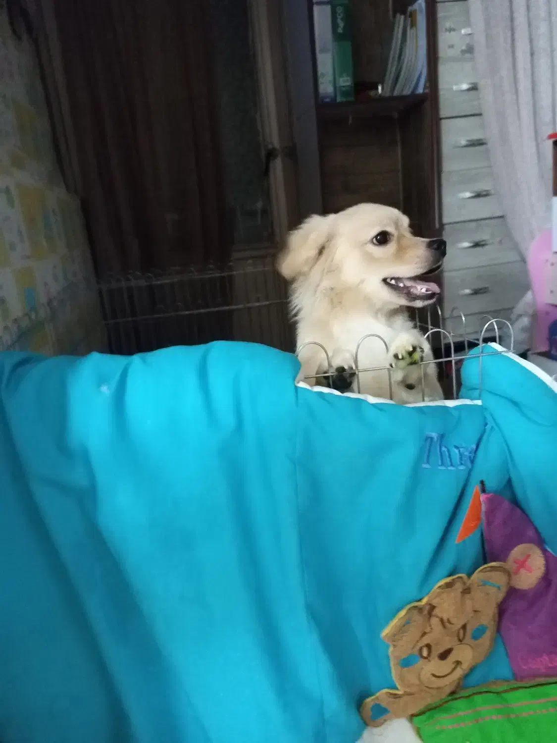 سگ اشپیدز گلدن|سگ|قدس, شهرقدس|دیوار