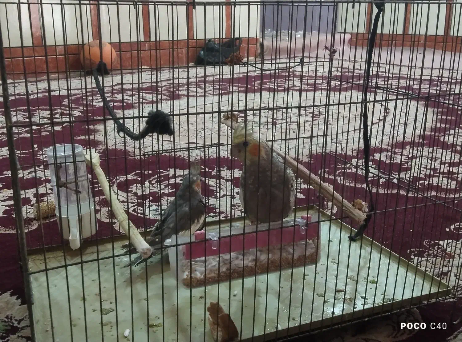 سوسنگرد|پرنده|سوسنگرد, |دیوار