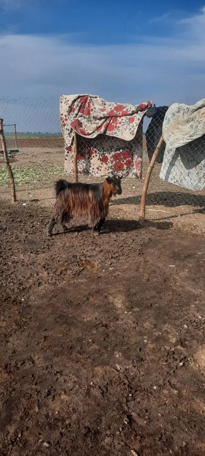 6عدد تیر بز شهر کردی|حیوانات مزرعه|شوش, |دیوار