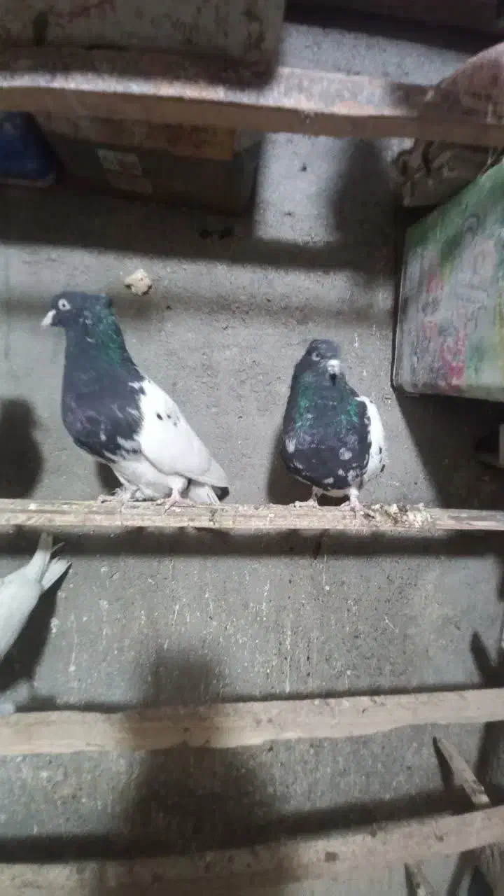 کفتر|پرنده|مشهد, همت آباد|دیوار