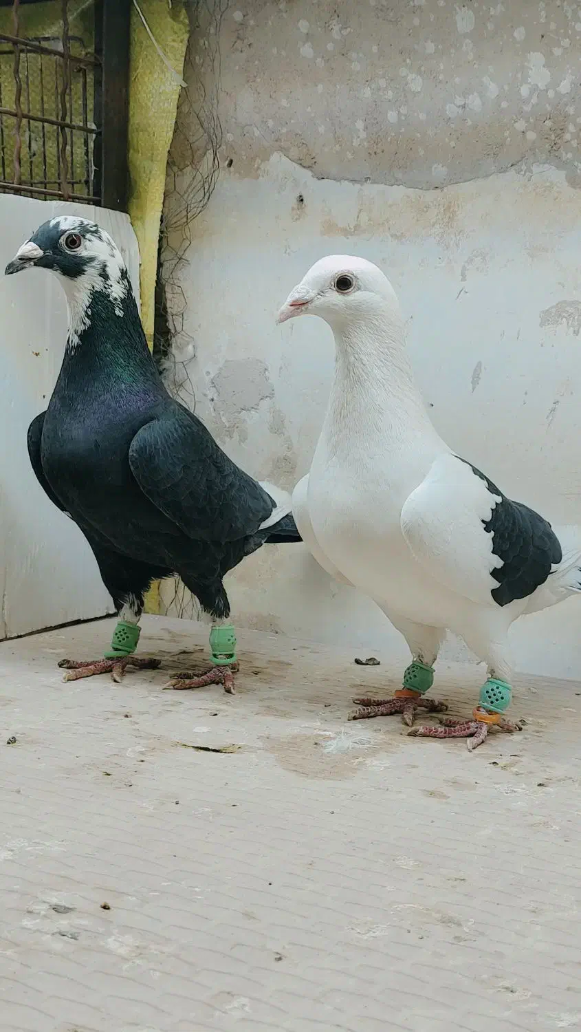 12عدد ماده|پرنده|خوسف, |دیوار