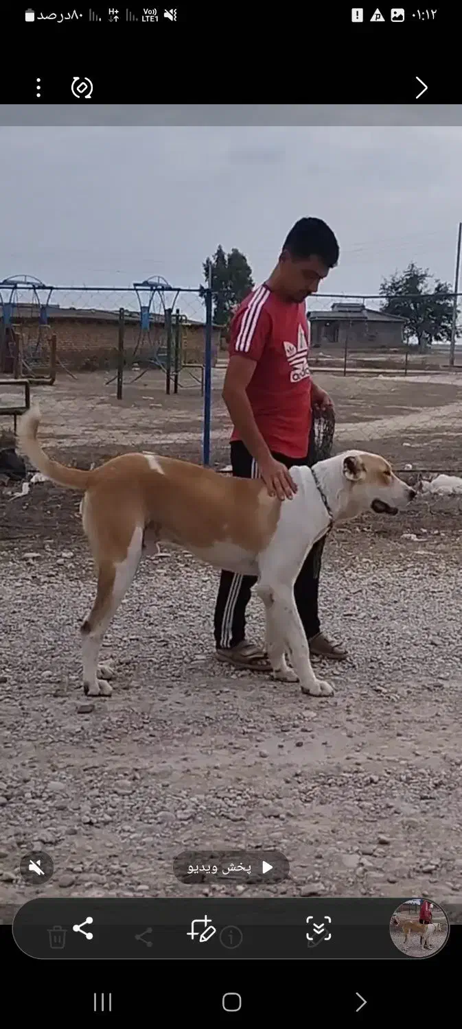 سگ توله البای ۱۱ ماهه|سگ|گرگان, |دیوار