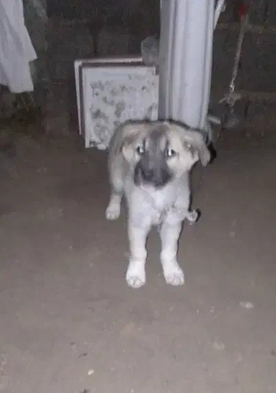 سگ ماده|سگ|بندرعباس, |دیوار