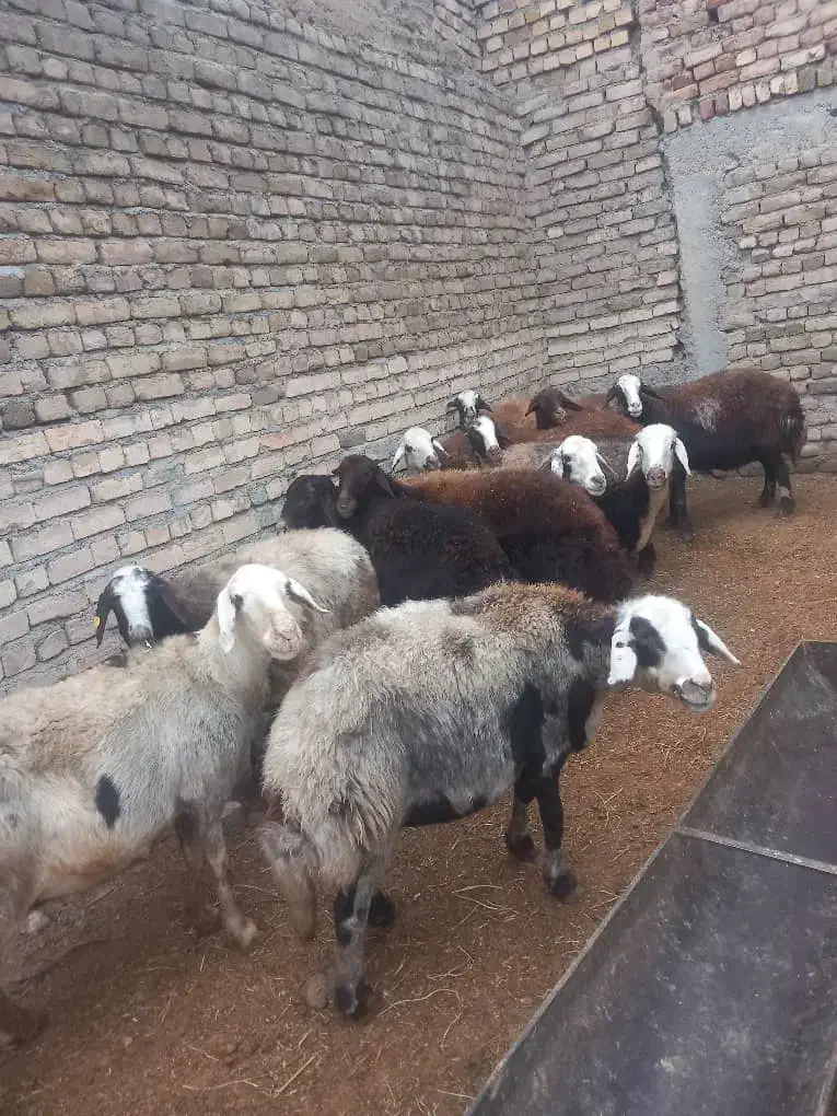 12تا میش|حیوانات مزرعه|دورود, |دیوار