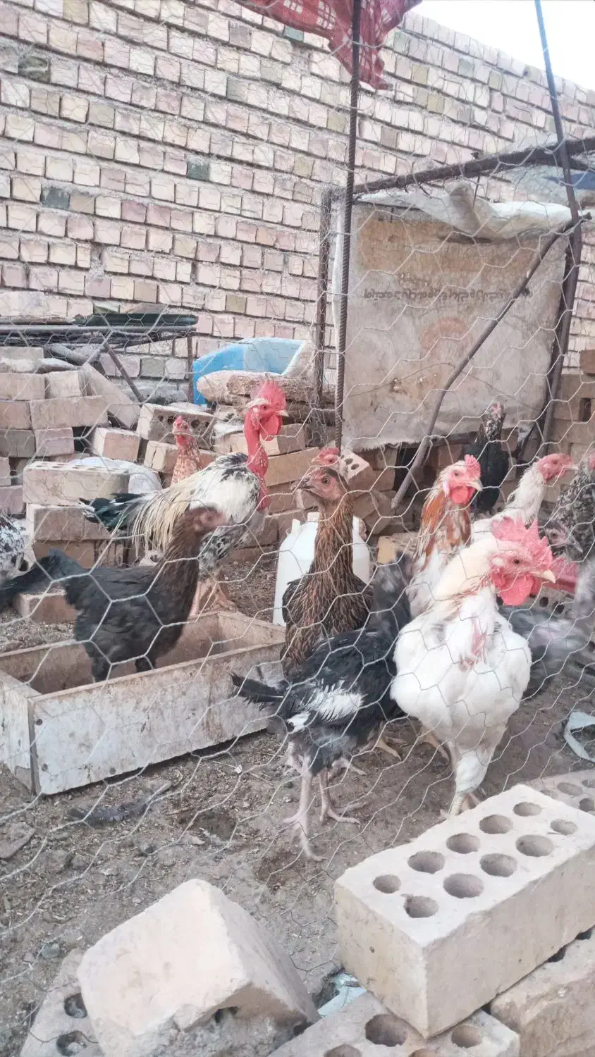 تعدادی مرغ تخمی|حیوانات مزرعه|یزدان شهر, |دیوار