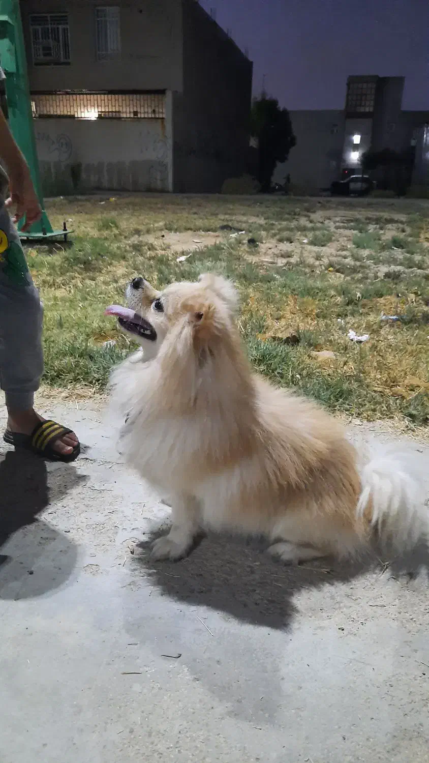 سگ خارجی پامرین|سگ|بندر ماهشهر, |دیوار