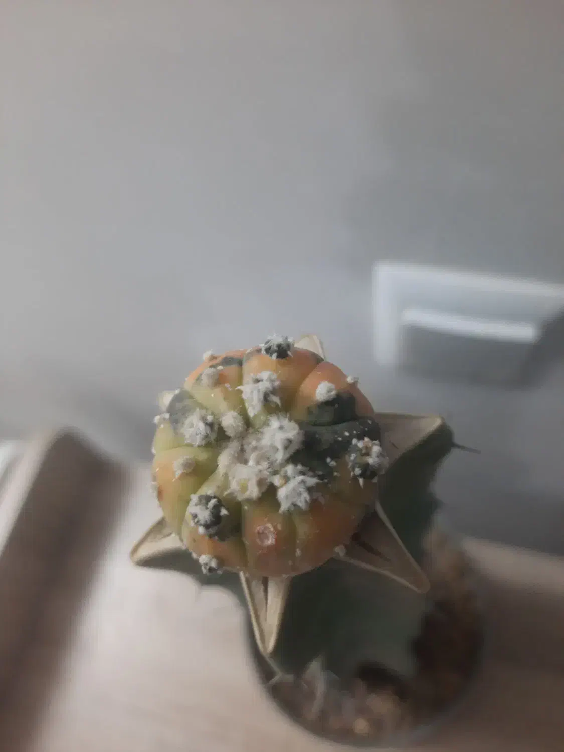 کاکتوس آستریاس ابلق|گل مصنوعی|یزد, |دیوار