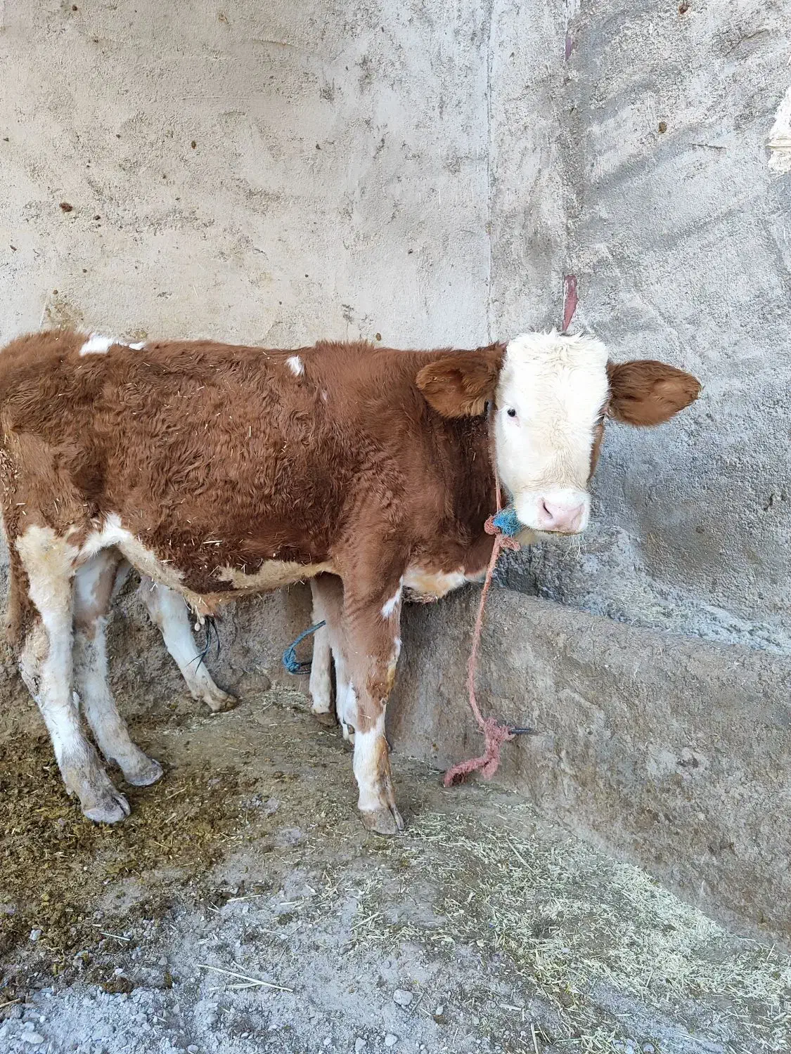گوساله سیمینتال|حیوانات مزرعه|بیرانوند, |دیوار
