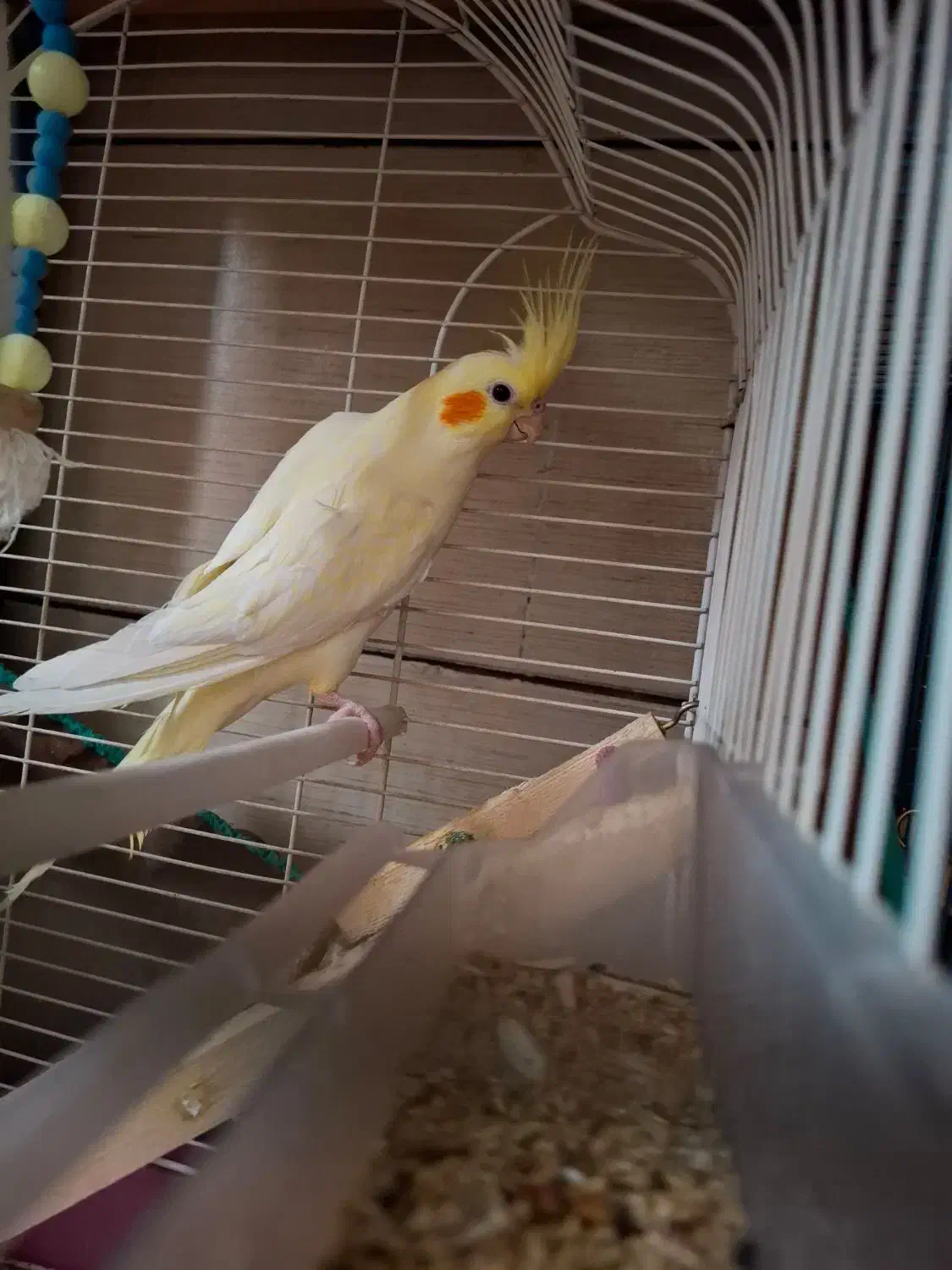 عروس هلندی|پرنده|کرمان, |دیوار