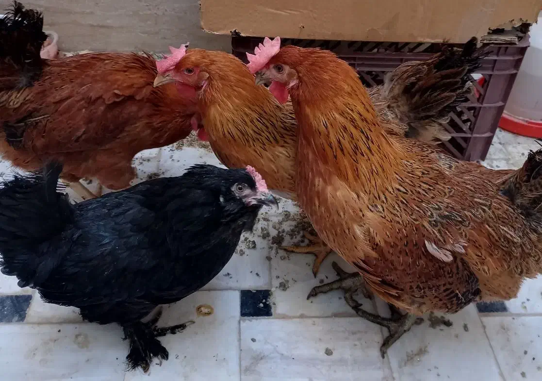 مرغ محلی تخم‌ گذار جوان|حیوانات مزرعه|قم, شهرک امام حسین|دیوار