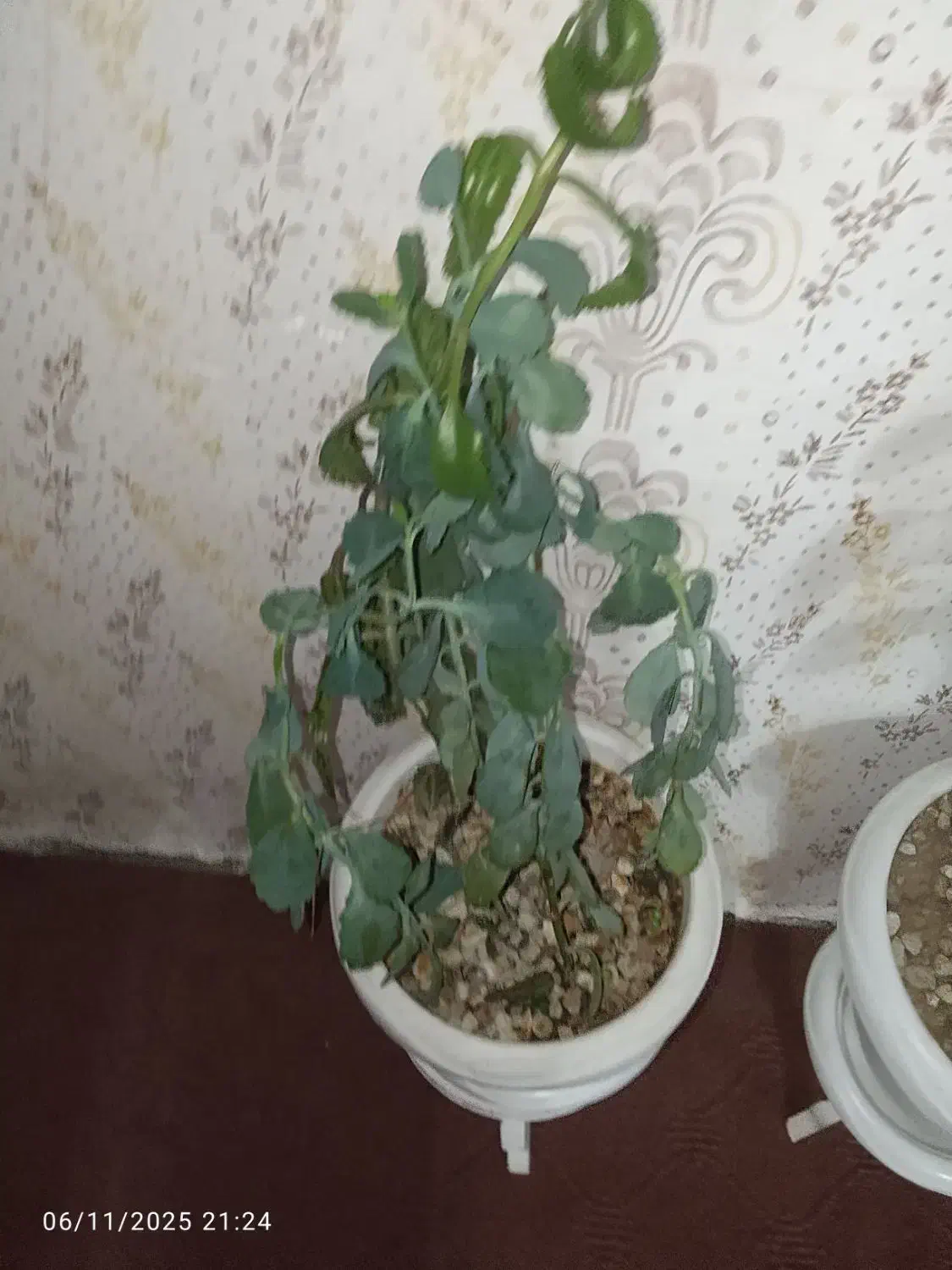 فروشی گل|گل و گیاه طبیعی|مشگین شهر, |دیوار