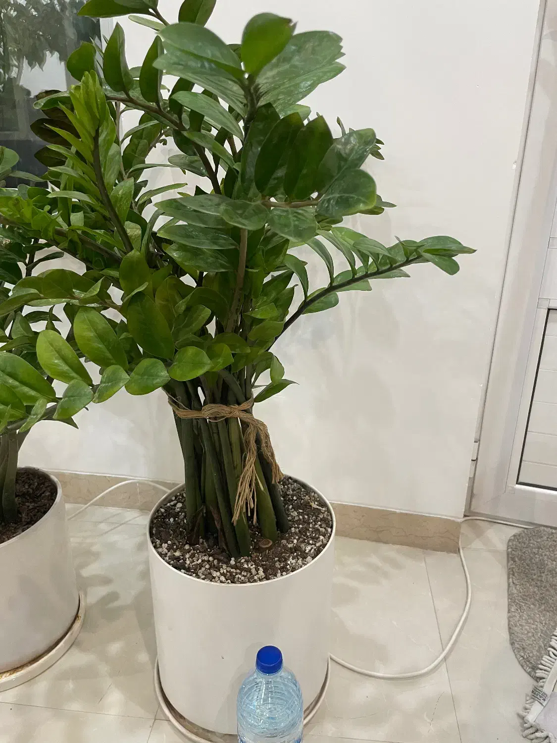 زامفولیا غول پیکر|گل و گیاه طبیعی|یزد, |دیوار