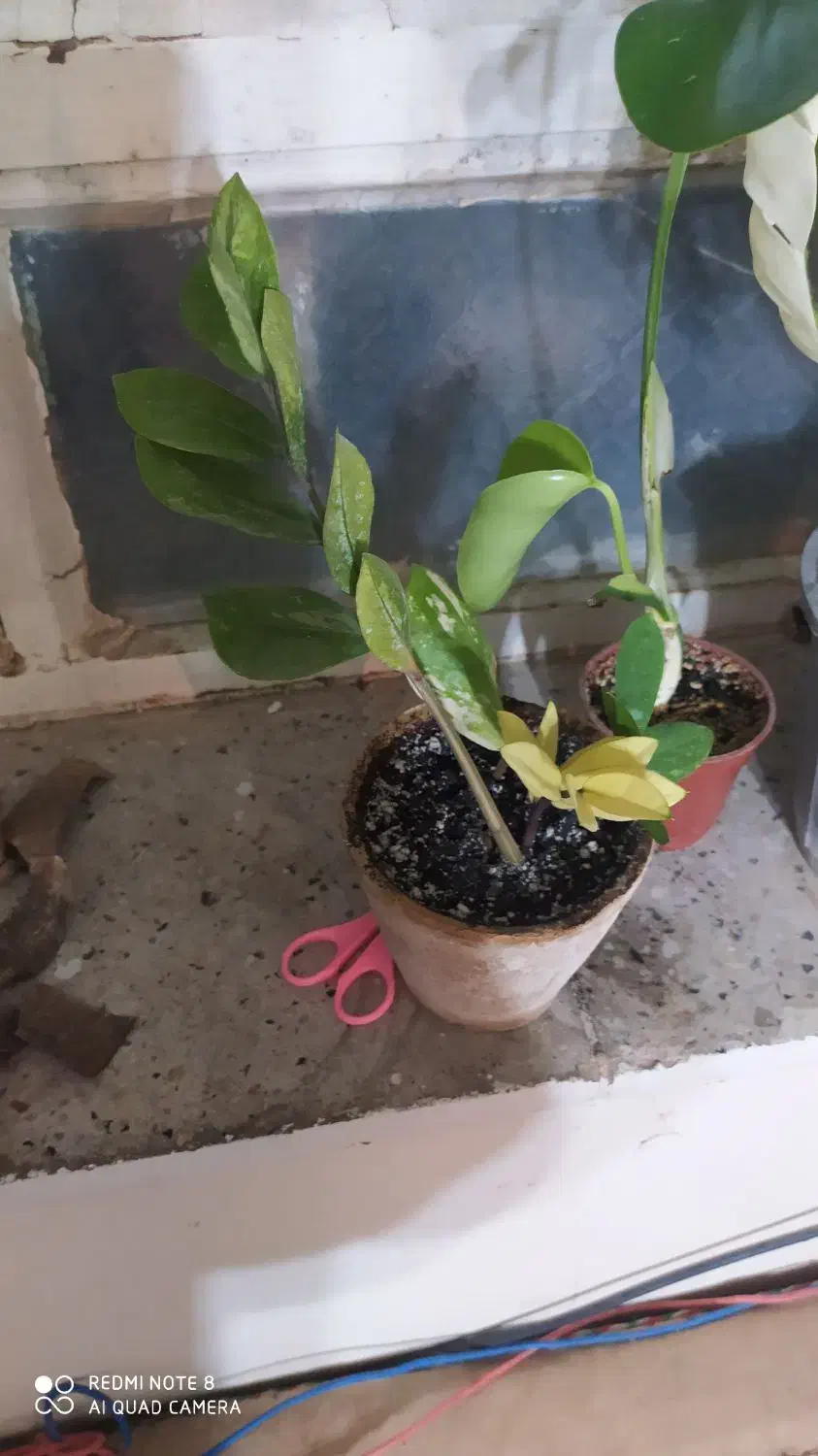 انجیری ابلق زیبا پربرگ|گل و گیاه طبیعی|بیرجند, |دیوار