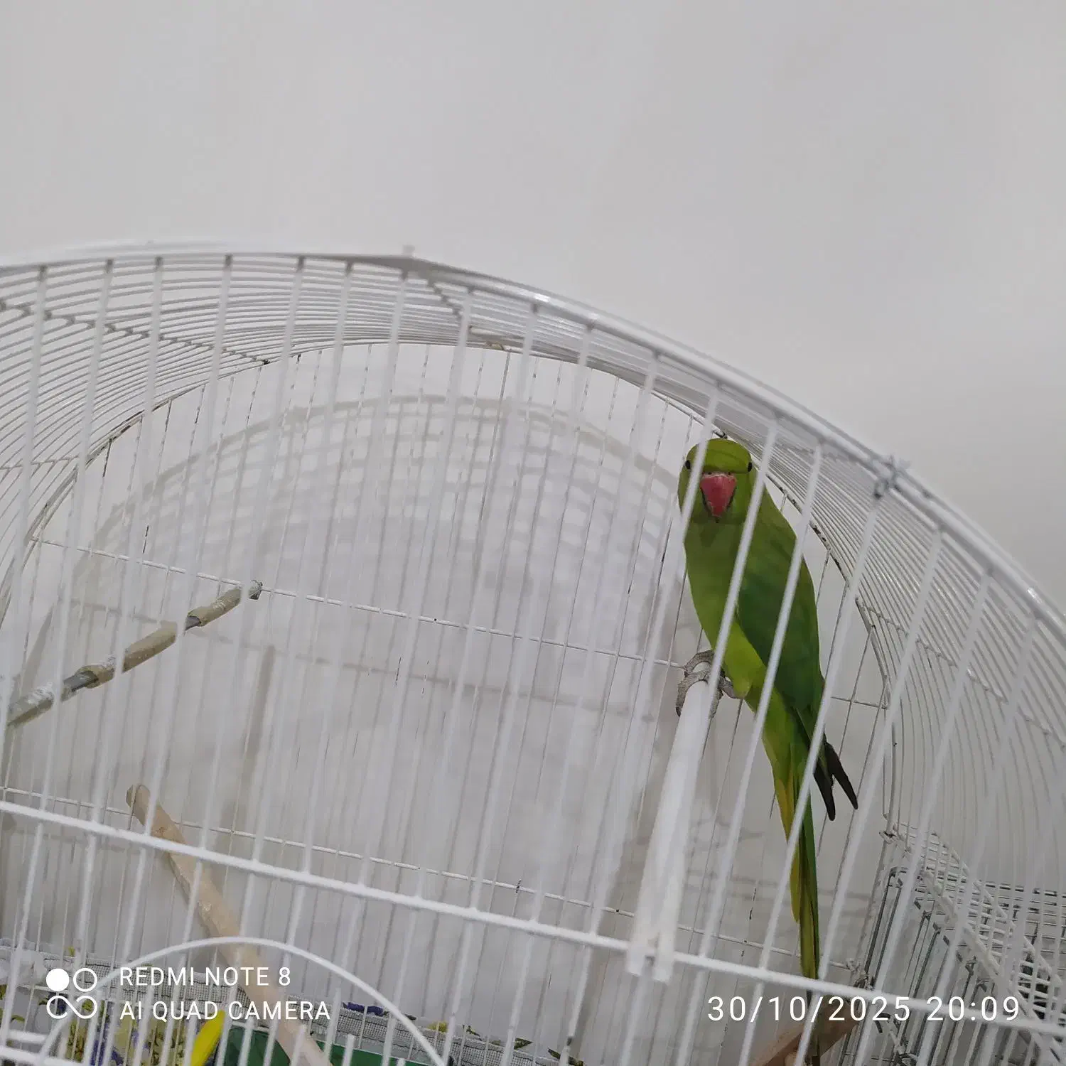 ملنگو ماده|پرنده|نظر کهریزی, |دیوار