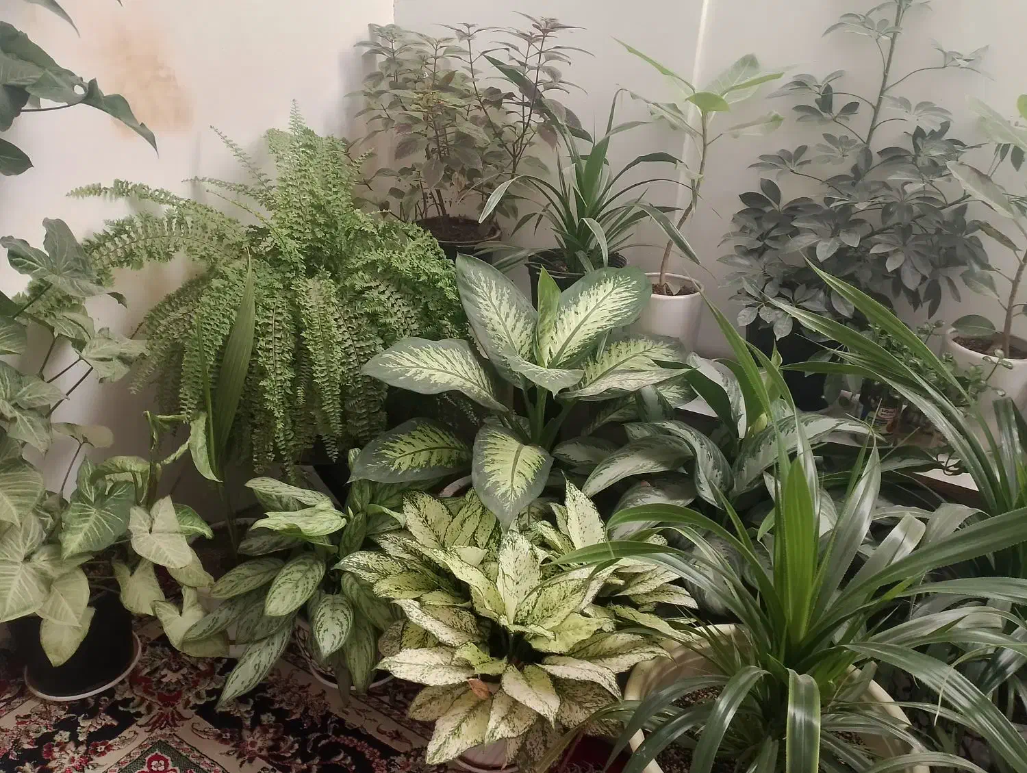 گل های فروشی|گل و گیاه طبیعی|چناران, |دیوار