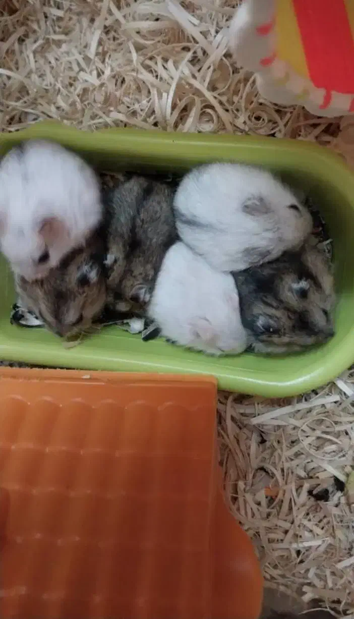 همسترهای اهلی|موش و خرگوش|تبریز, |دیوار