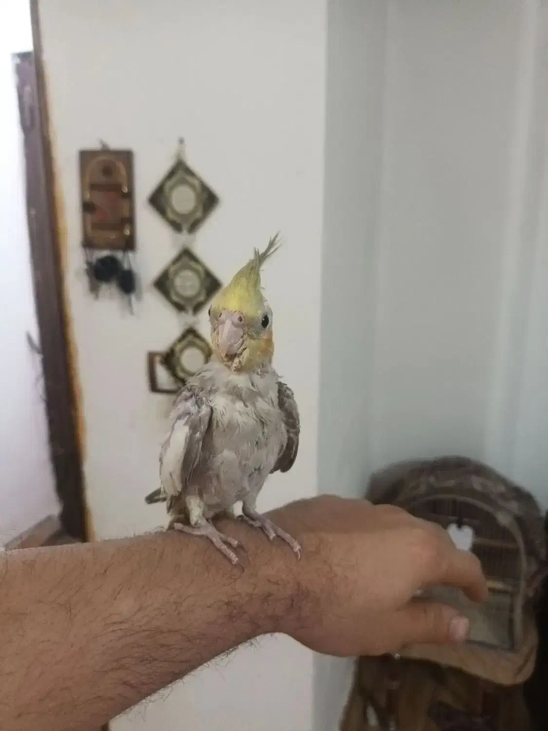 جوجه عروس دستی|پرنده|شفت, |دیوار