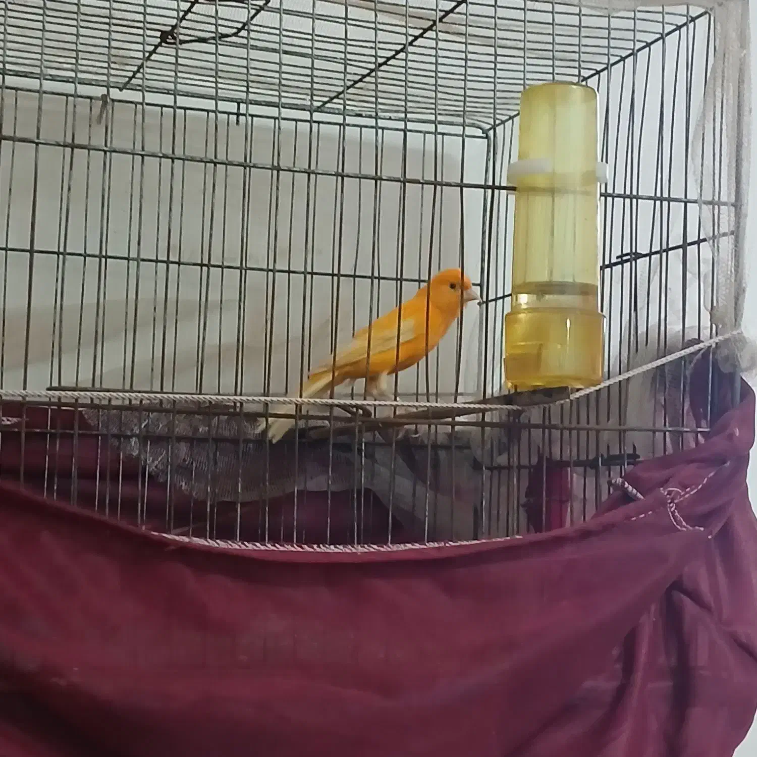 قناری نرمست|پرنده|آستانه اشرفیه, |دیوار