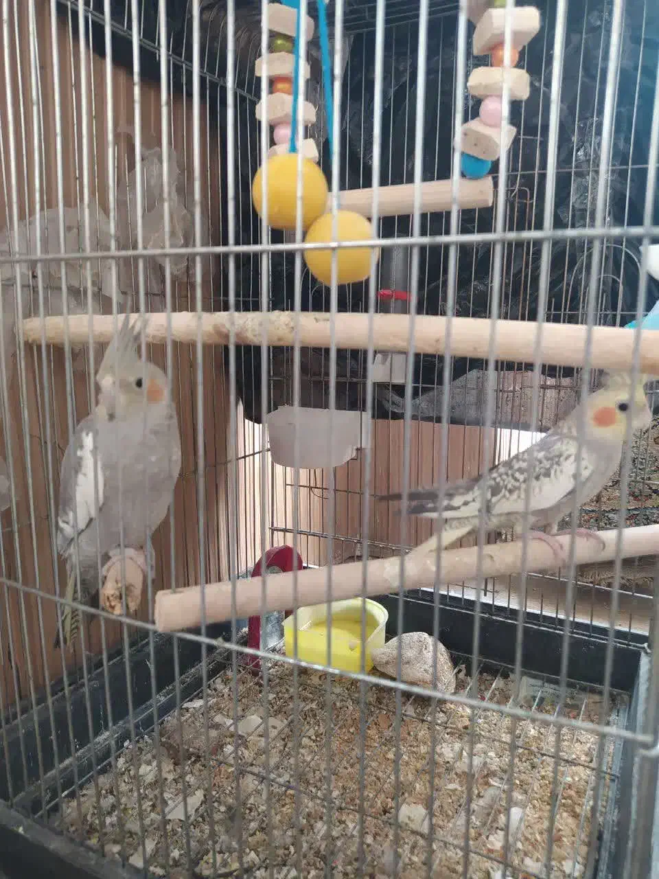 پرنده|پرنده|تهران, طیب|دیوار