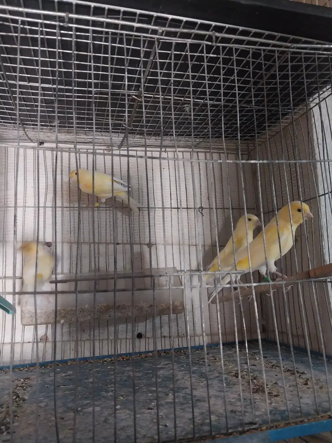 دوتا قناری نر موزایکی جوان بخون|پرنده|آبدانان, |دیوار