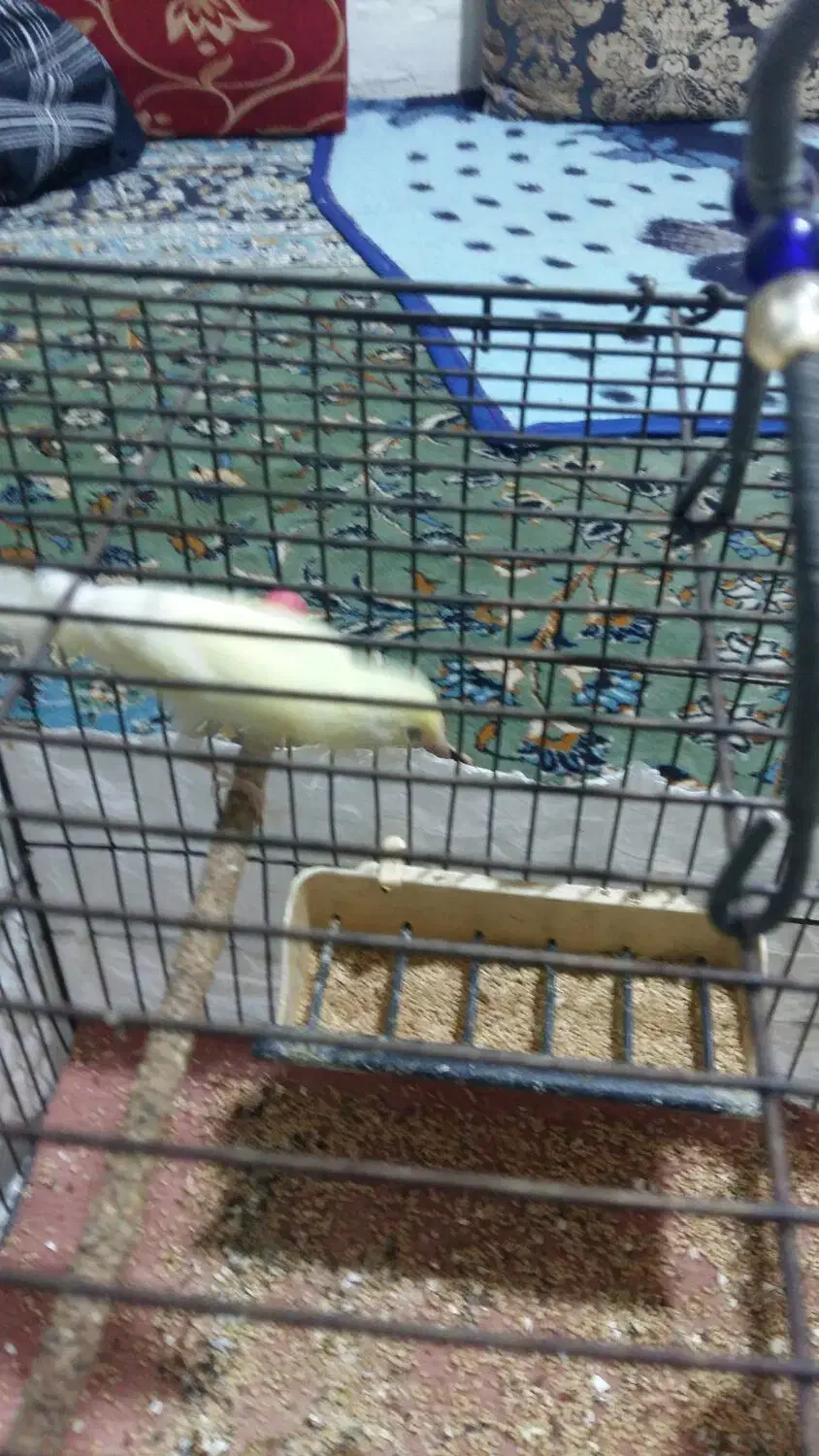 پرنده|پرنده|صحنه, |دیوار