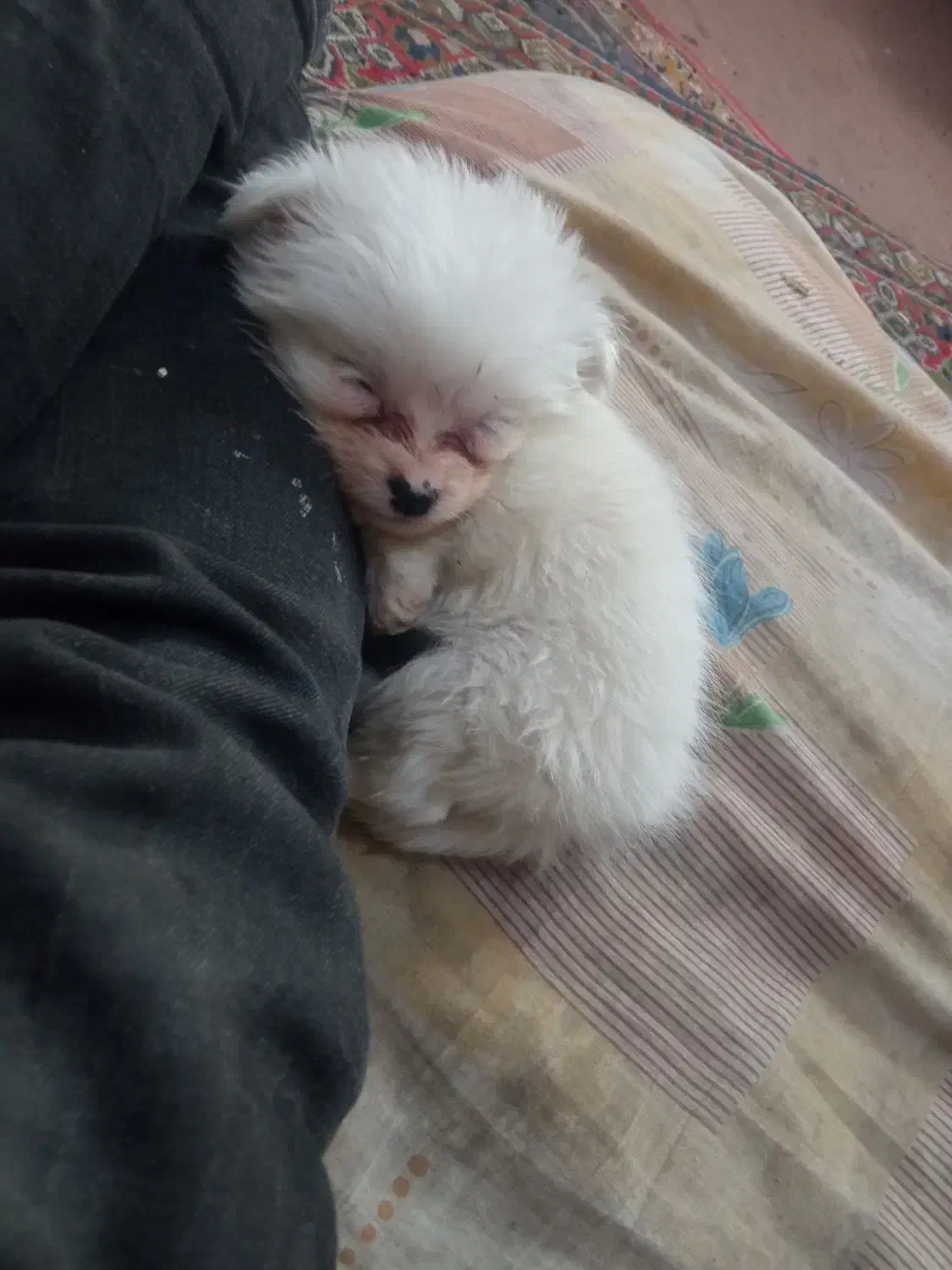 پاکوتاشیتزو|سگ|تبریز, |دیوار