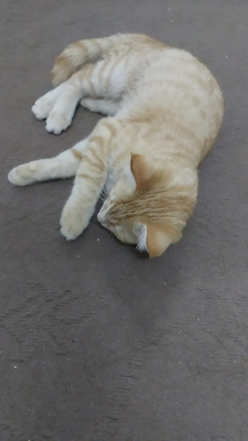 واگذاری گربه نارنجی|گربه|زنجان, |دیوار