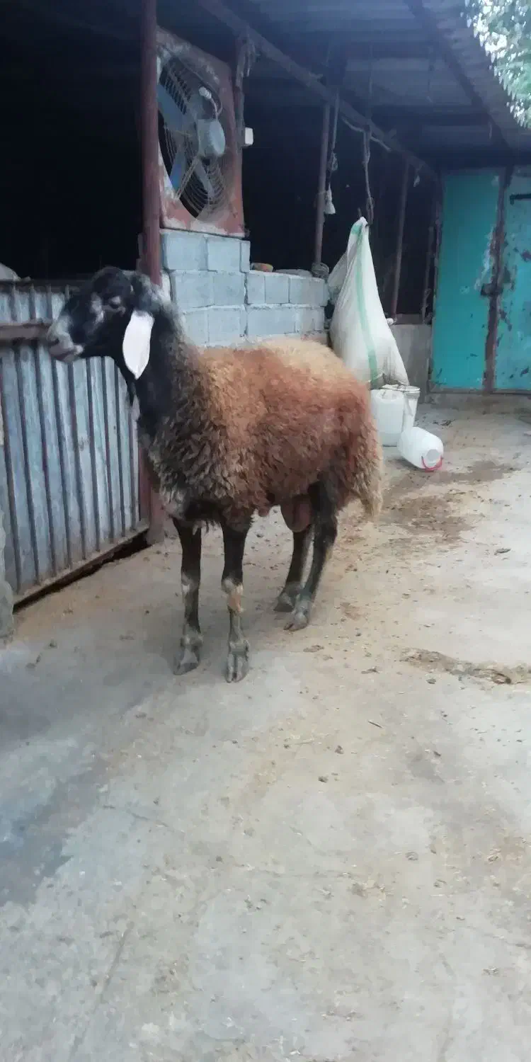 گوسفند نر تخمی|حیوانات مزرعه|قائم‌شهر, |دیوار