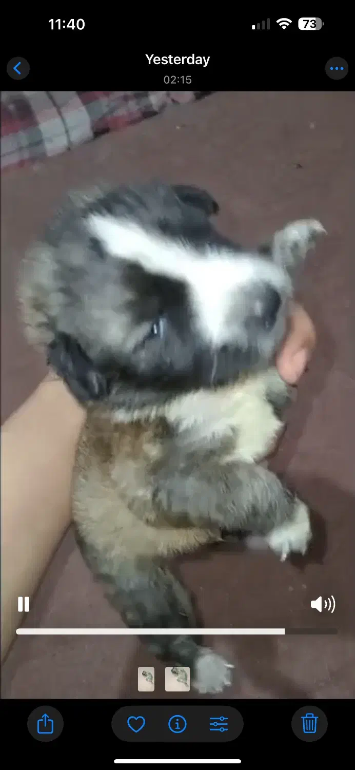 واگذاری توله سگ|سگ|مرزیکلا, |دیوار