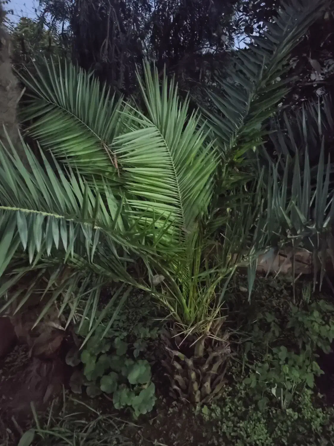 گل و گیاه طبیعی|گل و گیاه طبیعی|بابل, |دیوار