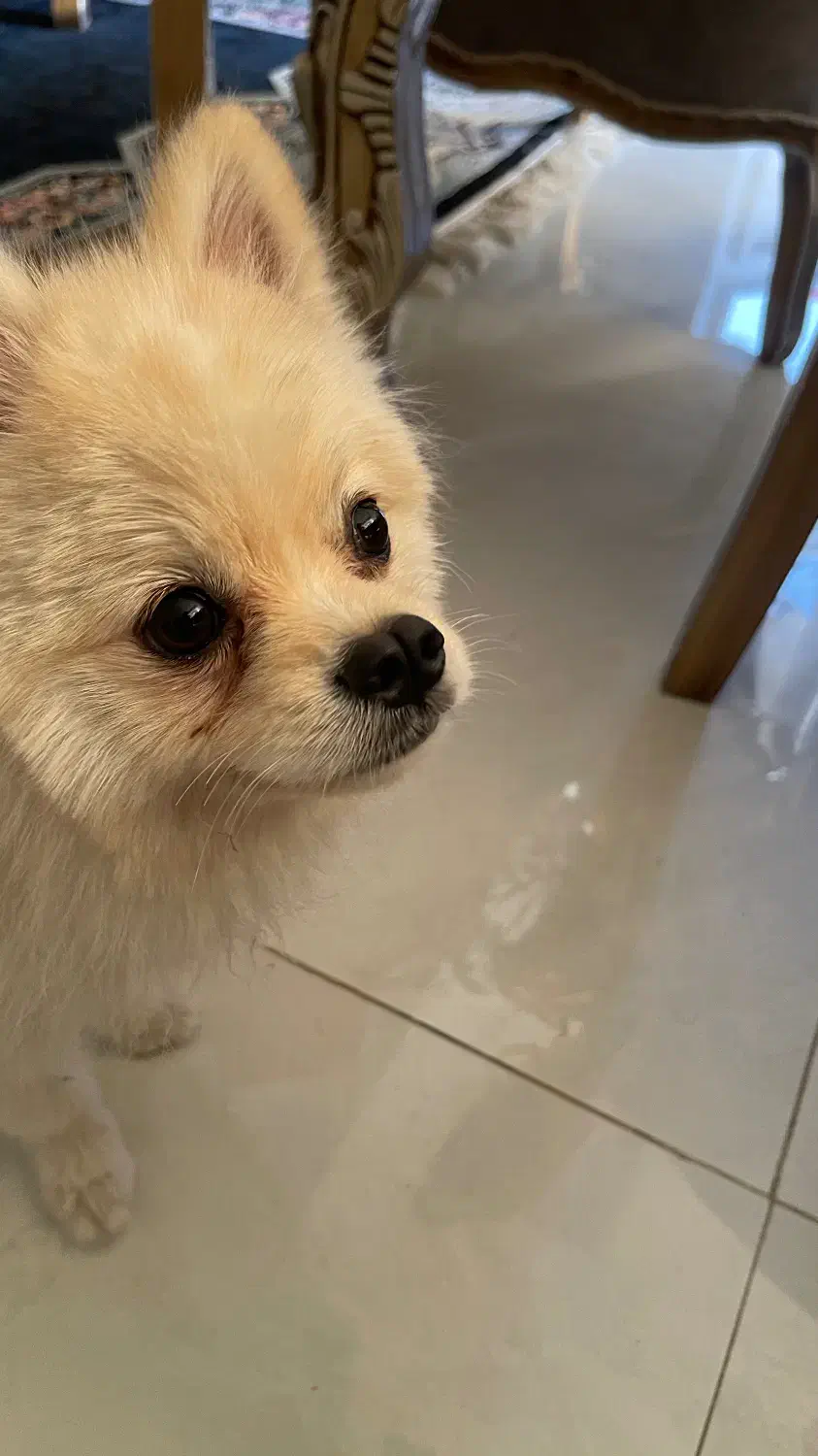 سگ پامر سفید شیری|سگ|اصفهان, خانه اصفهان|دیوار