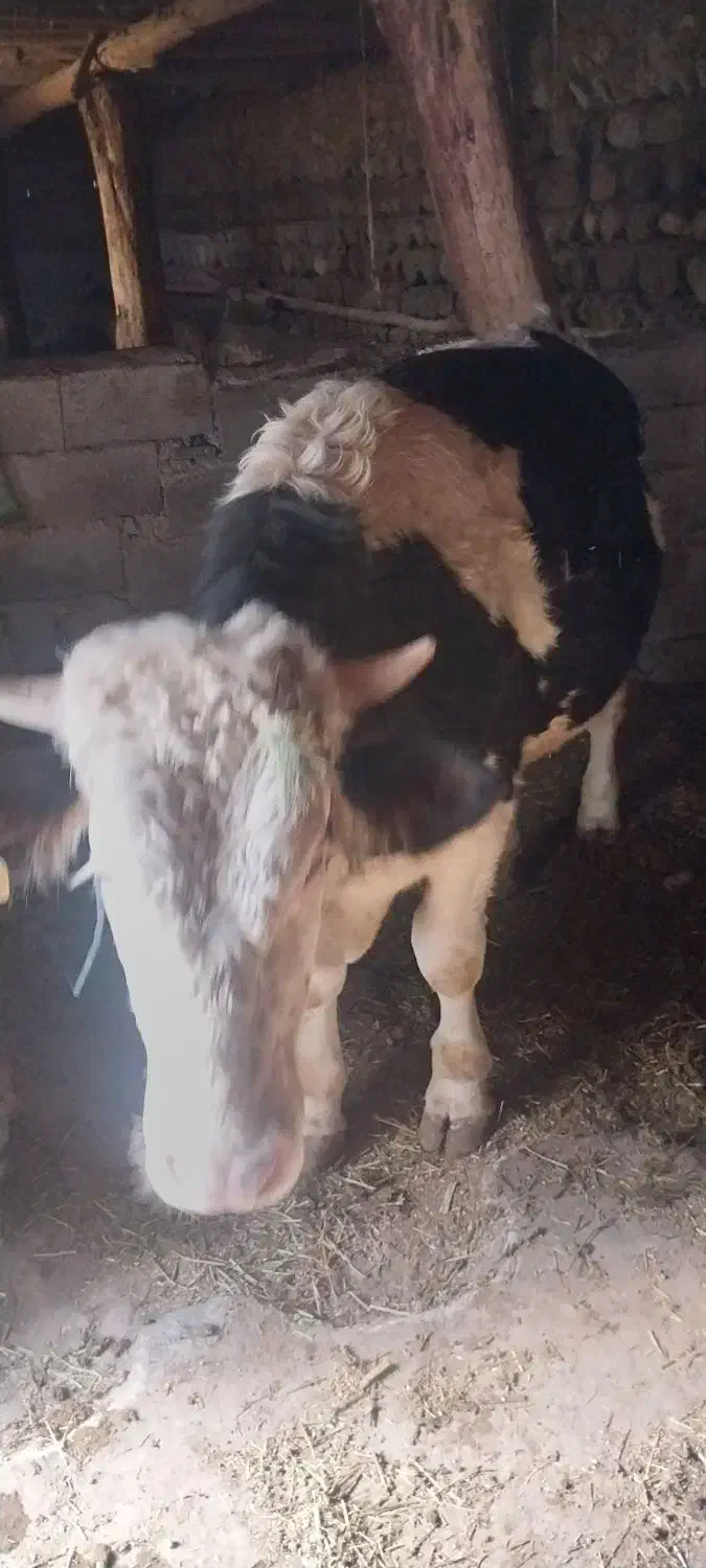 گاو نر|حیوانات مزرعه|مشگین شهر, |دیوار