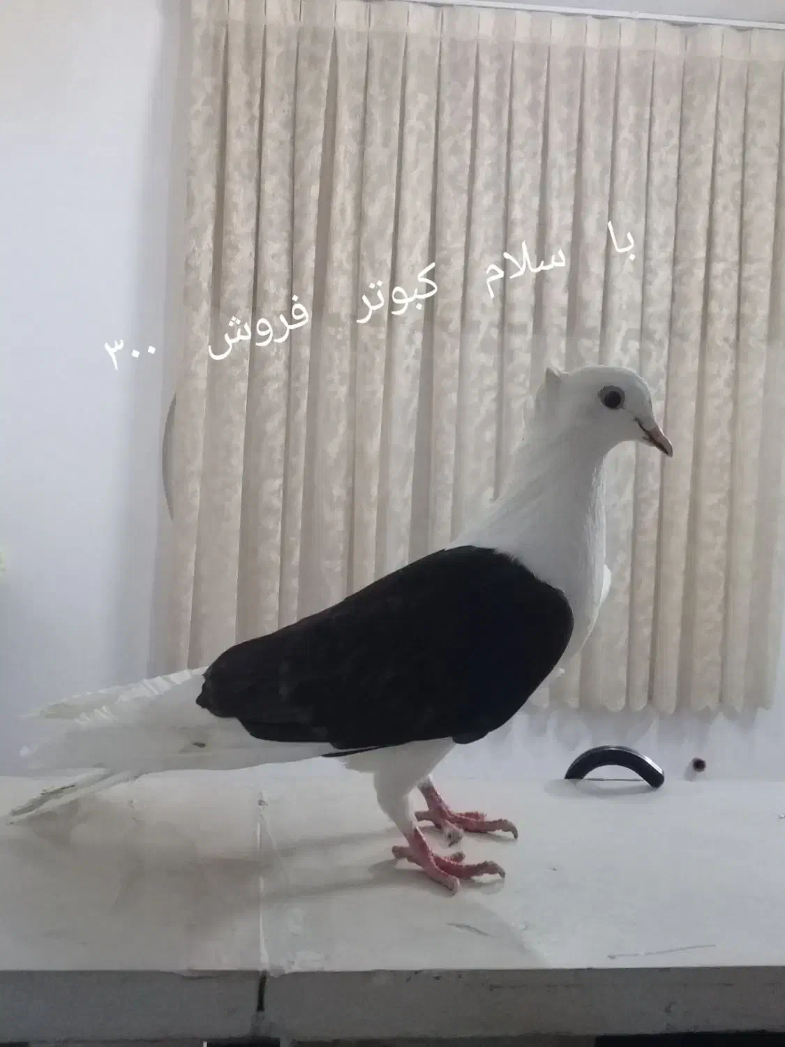 فروش پرده با کبوتر معاوضه دارم|پرده، رانر، رومیزی|بروجرد, |دیوار