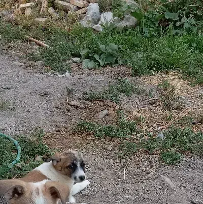 توله|سگ|سراب, |دیوار