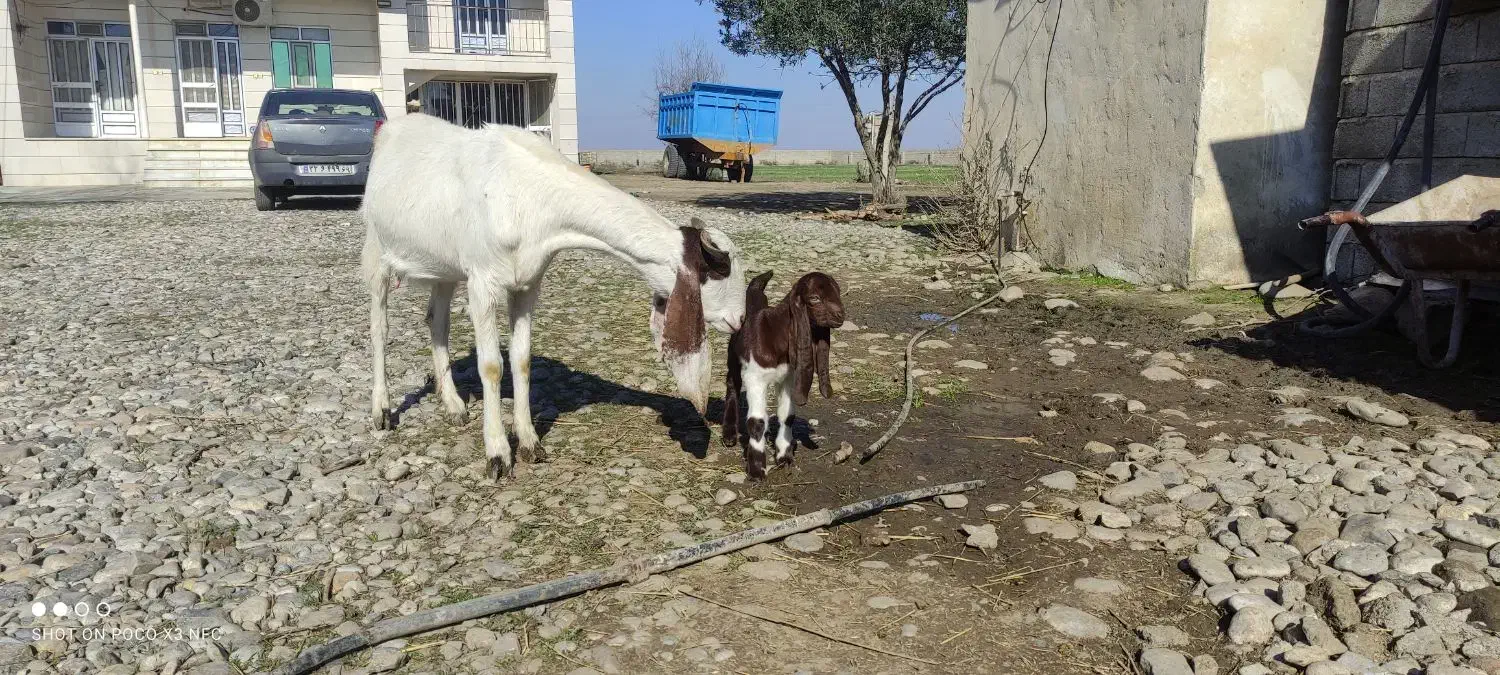 بز گلابی|حیوانات مزرعه|گنبد کاووس, |دیوار