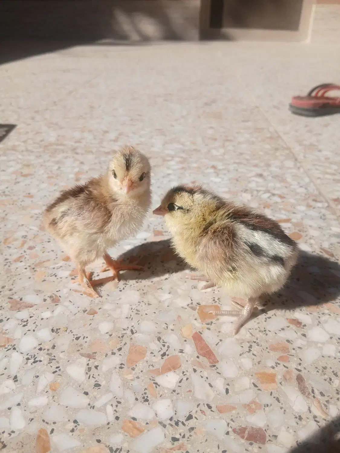 جوجه مرغ|حیوانات مزرعه|شهرضا, |دیوار