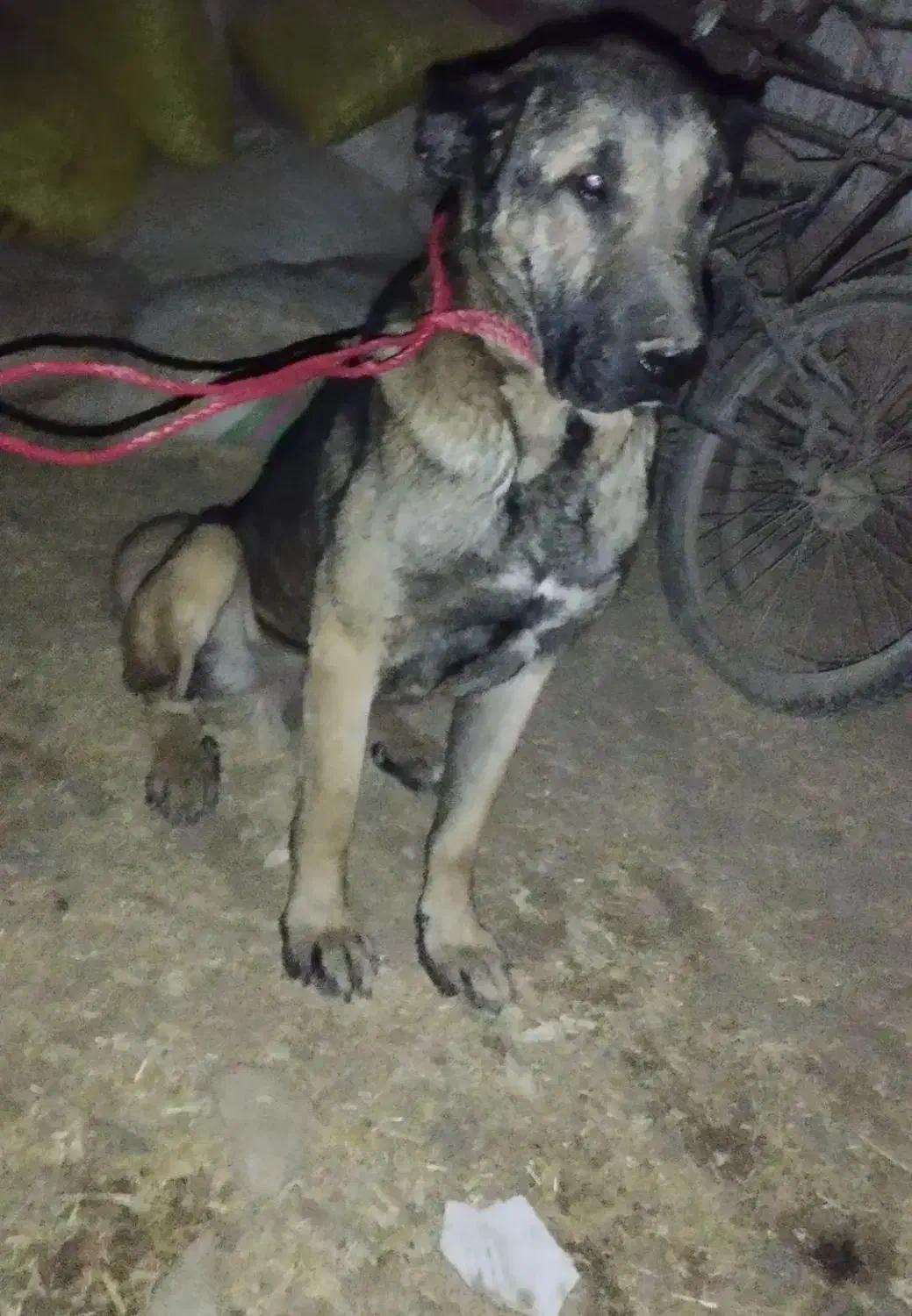 سگ گمشده|سگ|ایواوغلی, |دیوار