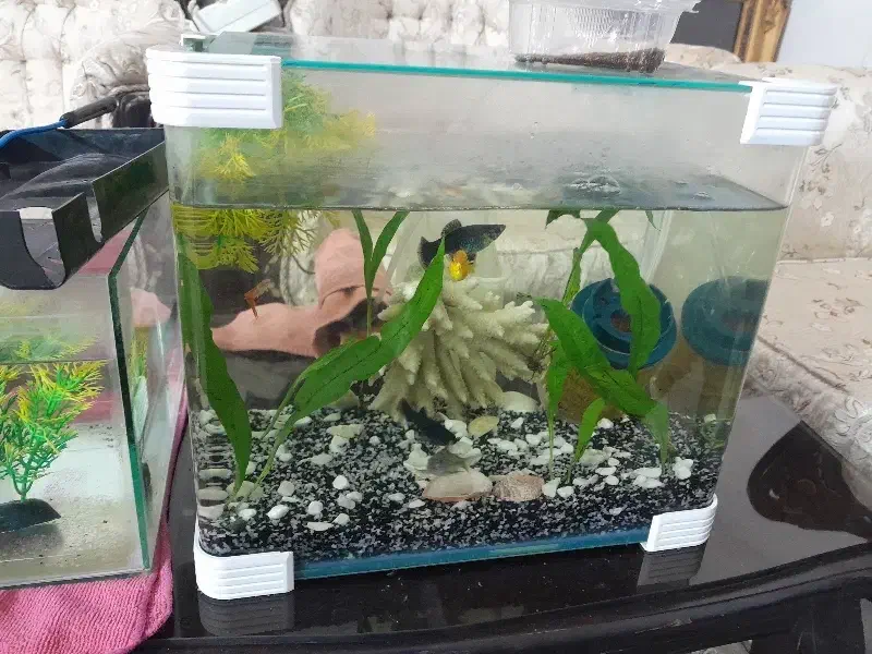 یک جفت ماهی مولی وگوپی وکفخوار|ماهی|اصفهان, شهریار|دیوار