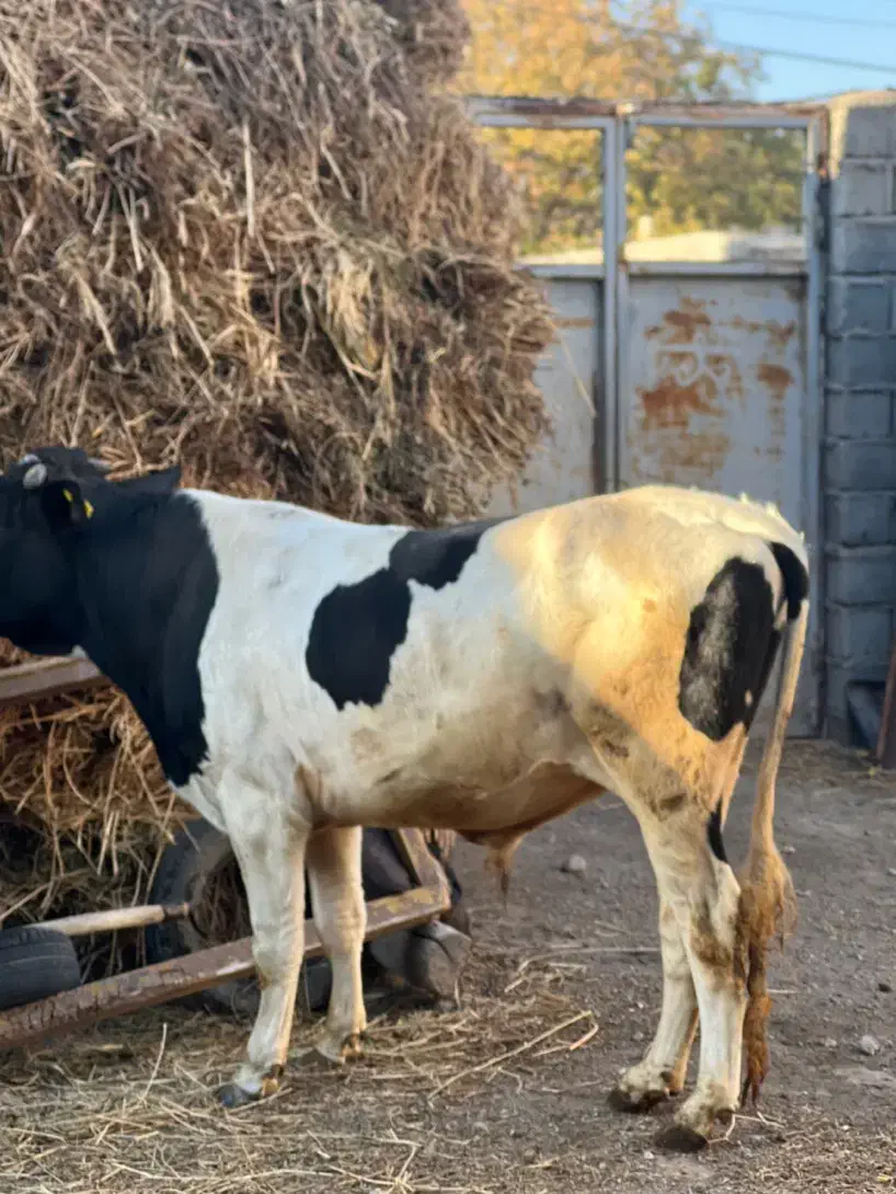 گاو نر نژاد سیمینتال|حیوانات مزرعه|مشگین شهر, |دیوار