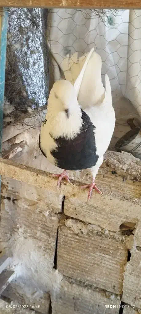 ۳تا کفتر غریب گیری|حیوانات|کرج, کیانمهر|دیوار